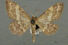 Idaea hardenbergi