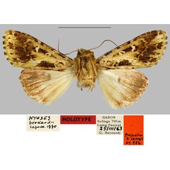 /filer/webapps/moths/media/images/B/bernardii_Nyodes_HT_MNHN.jpg