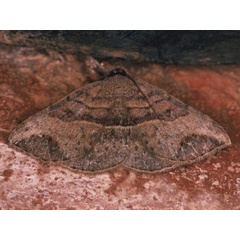 /filer/webapps/moths/media/images/D/digoniata_Maxera_A_Roland.jpg