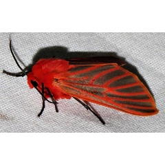 /filer/webapps/moths/media/images/L/lateritia_Metarctia_A_Braun_12.jpg