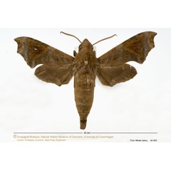 /filer/webapps/moths/media/images/S/sardanus_Temnora_A_ZMUC.jpg