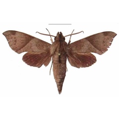 /filer/webapps/moths/media/images/G/griseata_Temnora_AM_EMEM.jpg