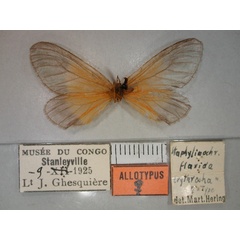 /filer/webapps/moths/media/images/E/erythrocha_Staphylinochrous_AT_RMCA_02.jpg