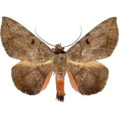 /filer/webapps/moths/media/images/C/capensis_Hypopyra_AM_MCJM.jpg
