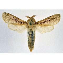 /filer/webapps/moths/media/images/B/boisduvalii_Azygophleps_AF_NHMO.jpg