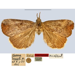 /filer/webapps/moths/media/images/D/derasalis_Hypena_LT_MNHN.jpg