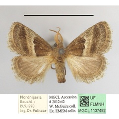 /filer/webapps/moths/media/images/F/fimbriata_Halseyia_A_MGCLa_03.JPG