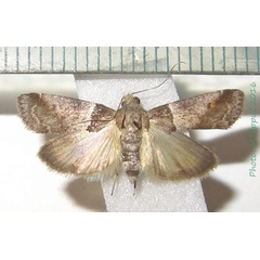 /filer/webapps/moths/media/images/S/saramitoi_Hypotia_A_Bippus_02.jpg