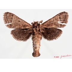 /filer/webapps/moths/media/images/O/odzalaensis_Haberlandia_A_Alberta_01.jpg