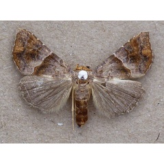 /filer/webapps/moths/media/images/P/prunescens_Radara_A_Butler.jpg