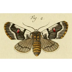 /filer/webapps/moths/media/images/S/sylviana_Diaphone_Stoll_40_4.jpg