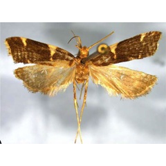/filer/webapps/moths/media/images/S/sphenosa_Torodora_HT_MNHN.jpg