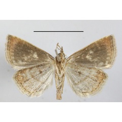 /filer/webapps/moths/media/images/R/rosescens_Acontiola_A_MGCLb_01.JPG