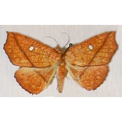 /filer/webapps/moths/media/images/M/mabillei_Cryptomeria_AF_MNHN.jpg