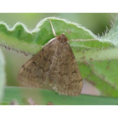 /filer/webapps/moths/media/images/L/licarsisalis_Herpetogramma_A_Simon_02.jpg