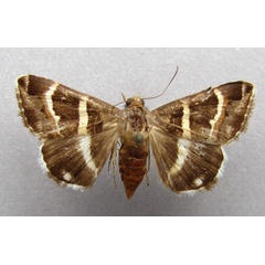 /filer/webapps/moths/media/images/S/stolida_Grammodes_A_Baron.jpg