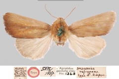 Sesamia rufescens