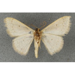 /filer/webapps/moths/media/images/E/eucentra_Scopula_STM_BMNHb.jpg