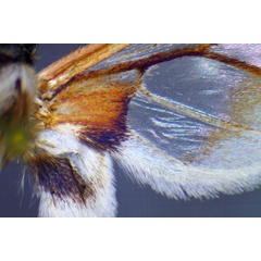 /filer/webapps/moths/media/images/A/angolensis_Neophemula_AM_Ochse_03.jpg