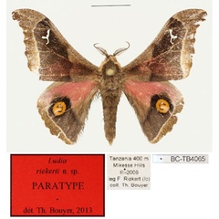 /filer/webapps/moths/media/images/R/riekerti_Ludia_PT_RBINS_01.jpg