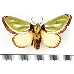 /filer/webapps/moths/media/images/E/euchlora_Parasa_AF_BMNH.jpg