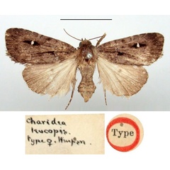 /filer/webapps/moths/media/images/L/leucopis_Charidea_HT_BMNH.jpg