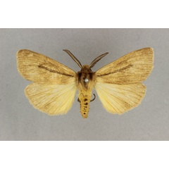 /filer/webapps/moths/media/images/L/linea_Popoudina_AM_BMNH.jpg