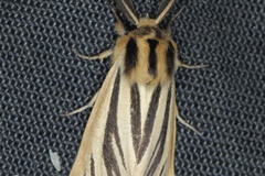 Estigmene internigralis
