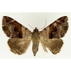 /filer/webapps/moths/media/images/T/triplocyma_Bastilla_AF_TMSA_02.jpg