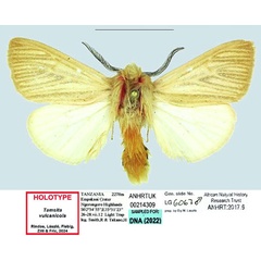 /filer/webapps/moths/media/images/V/vulcanicola_Tamsita_HT_ANHRT.jpg