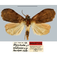 /filer/webapps/moths/media/images/A/ambrensis_Rhynchodes_HT_MNHN.jpg