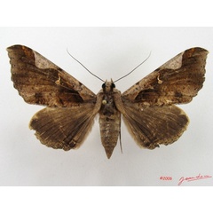 /filer/webapps/moths/media/images/R/rogator_Rougeotiana_A_Alberta_01.jpg