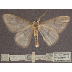/filer/webapps/moths/media/images/P/perpulverata_Prasinocyma_HTM_OUMNHb_01.jpg