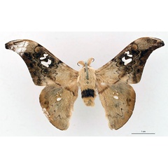 /filer/webapps/moths/media/images/K/kivuensis_Orthogonioptilum_HT_RBINS_01.jpg