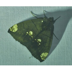 /filer/webapps/moths/media/images/I/illustrata_Achaea_A_Jorpeland.jpg