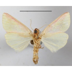 /filer/webapps/moths/media/images/L/leucosticta_Timora_A_MGCLb_01.JPG