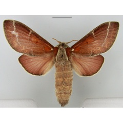 /filer/webapps/moths/media/images/P/polydora_Streblote_AF_TMSA.jpg