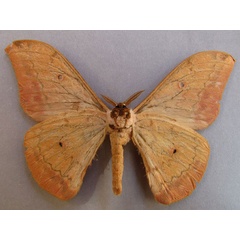 /filer/webapps/moths/media/images/F/fusca_Aurivillius_AM_Baron_02.jpg