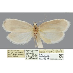 /filer/webapps/moths/media/images/H/hollandi_Eremothyris_AF_NHMUK.jpg