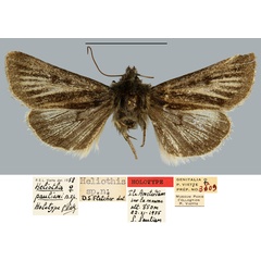 /filer/webapps/moths/media/images/P/pauliani_Heliothis_HT_MNHN.jpg