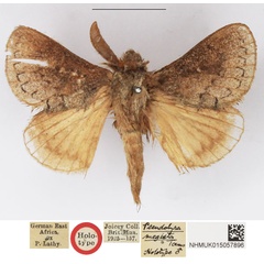 /filer/webapps/moths/media/images/M/megista_Pseudolyra_HT_NHMUK.jpg