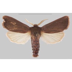 /filer/webapps/moths/media/images/S/scotochroa_Sciomesa_AM_MNHNa.jpg