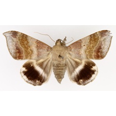 /filer/webapps/moths/media/images/V/violascens_Achaea_AF_TMSA_01.jpg