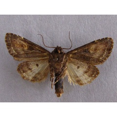 /filer/webapps/moths/media/images/A/amaranta_Tracheplexia_AM_Baron_02.jpg