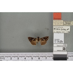 /filer/webapps/moths/media/images/M/micans_Plusia_PT_BMNHa.jpg