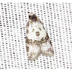 /filer/webapps/moths/media/images/O/opsarias_Cnephasia_A_Braun_03.jpg