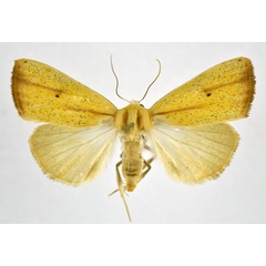 /filer/webapps/moths/media/images/D/dinarodes_Pardoxia_AF_NHMO_02.jpg