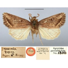 /filer/webapps/moths/media/images/F/fusca_Sesamia_HT_BMNH.jpg