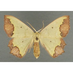 /filer/webapps/moths/media/images/Z/zonata_Luashia_AF_TMSA.jpg