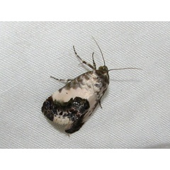 /filer/webapps/moths/media/images/W/wahlbergi_Acontia_A_Goff.jpg